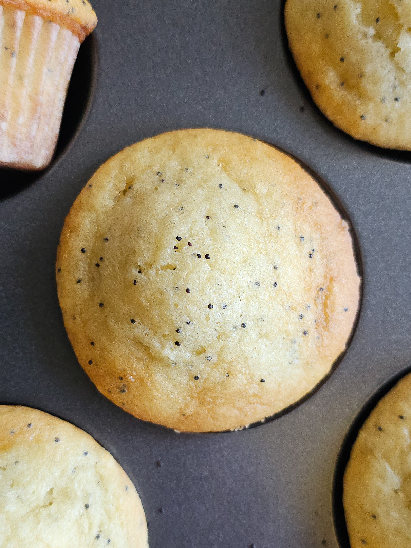 poppy seed muffins in a muffin tin