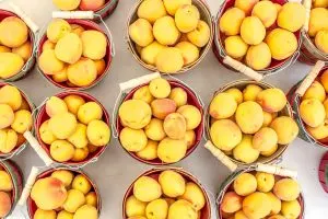 Fresh apricots for sale at the Ogden Farmer's Market