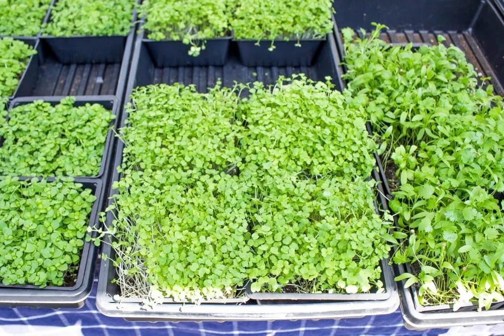 Micro greens for sale at the Ogden Farmer's Market