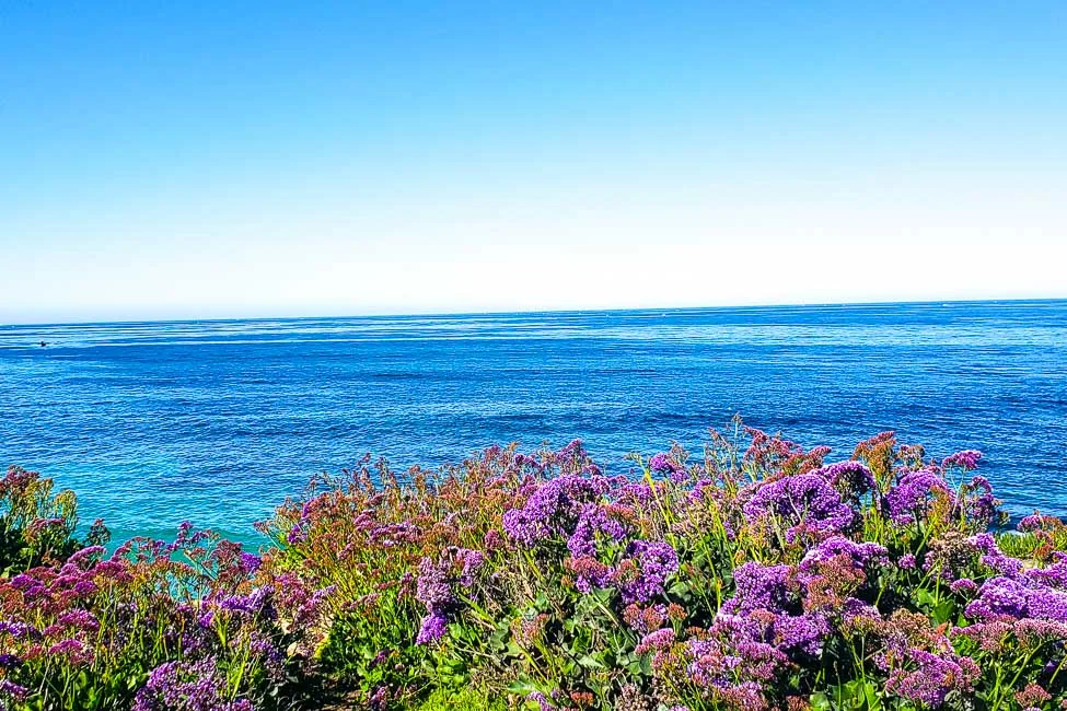 San Diego beach with wildflowers